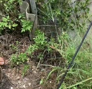 广东男子在池塘发现大量毒鱼出没,把淡水白鲳误认为是红腹食人鱼