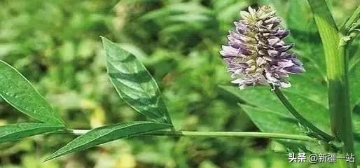 荒漠中有哪些能吃的植物,南疆常见的野生植物