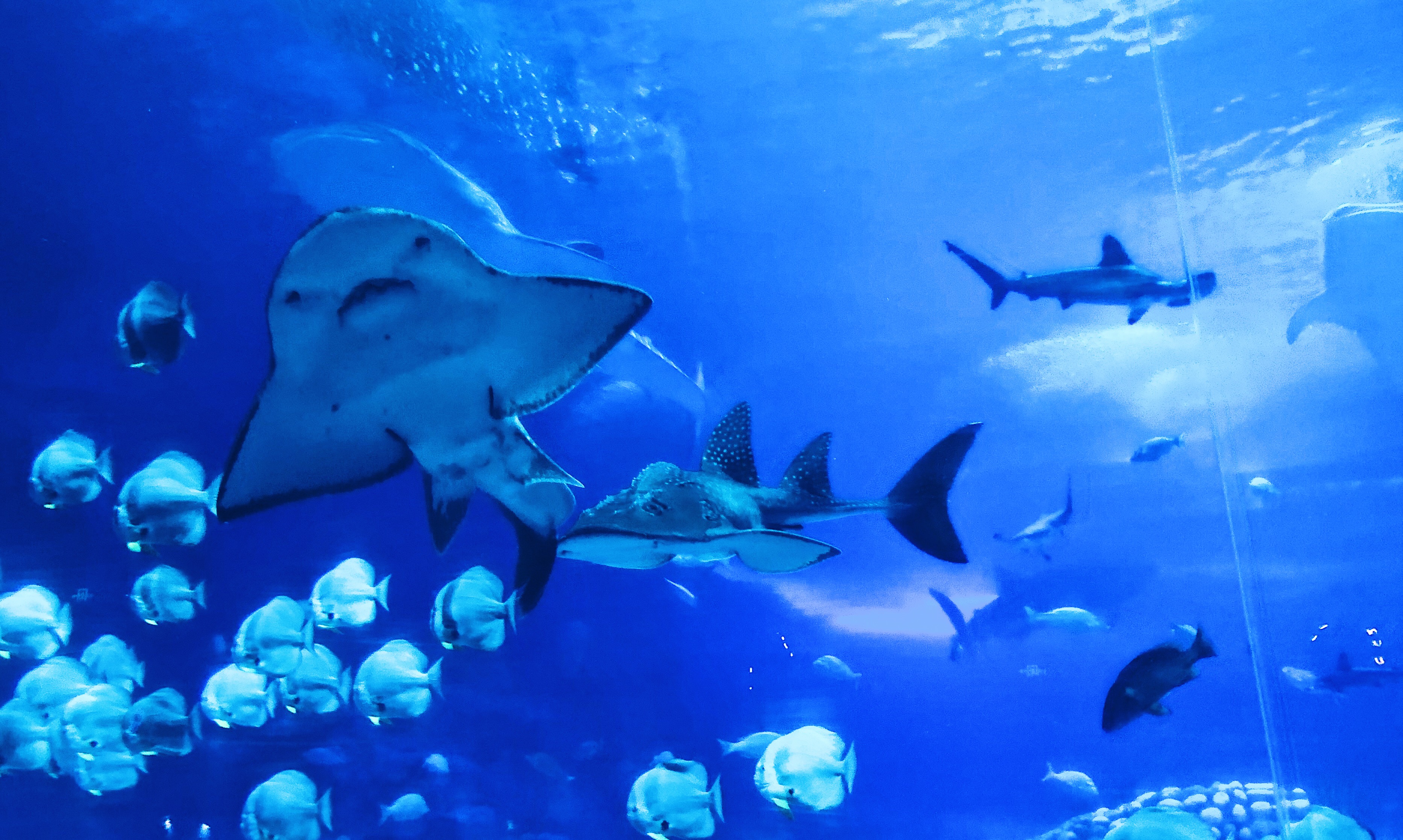 珠海长隆海洋王国吃住旅游攻略,最新珠海长隆海洋王国一日游攻略