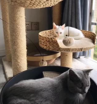 小猫被主人丢弃却被路人打了,小猫幼崽被遗弃后续