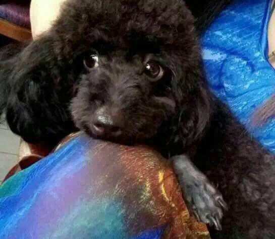 为什么黑色贵宾总是遭人嫌弃？还不是因为“一白遮三丑”