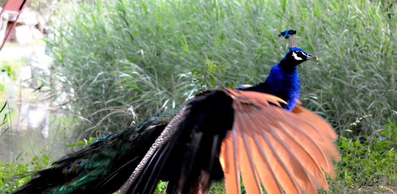 孔雀开屏美丽漂亮的舞视频,孔雀开屏秀