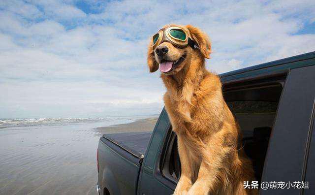 辟谣狗狗伤心,应激反应狗狗死亡