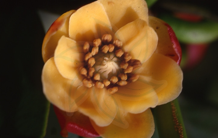 地枫皮,见过吗?舒筋骨,治风痹疼痛,去瘀疗伤