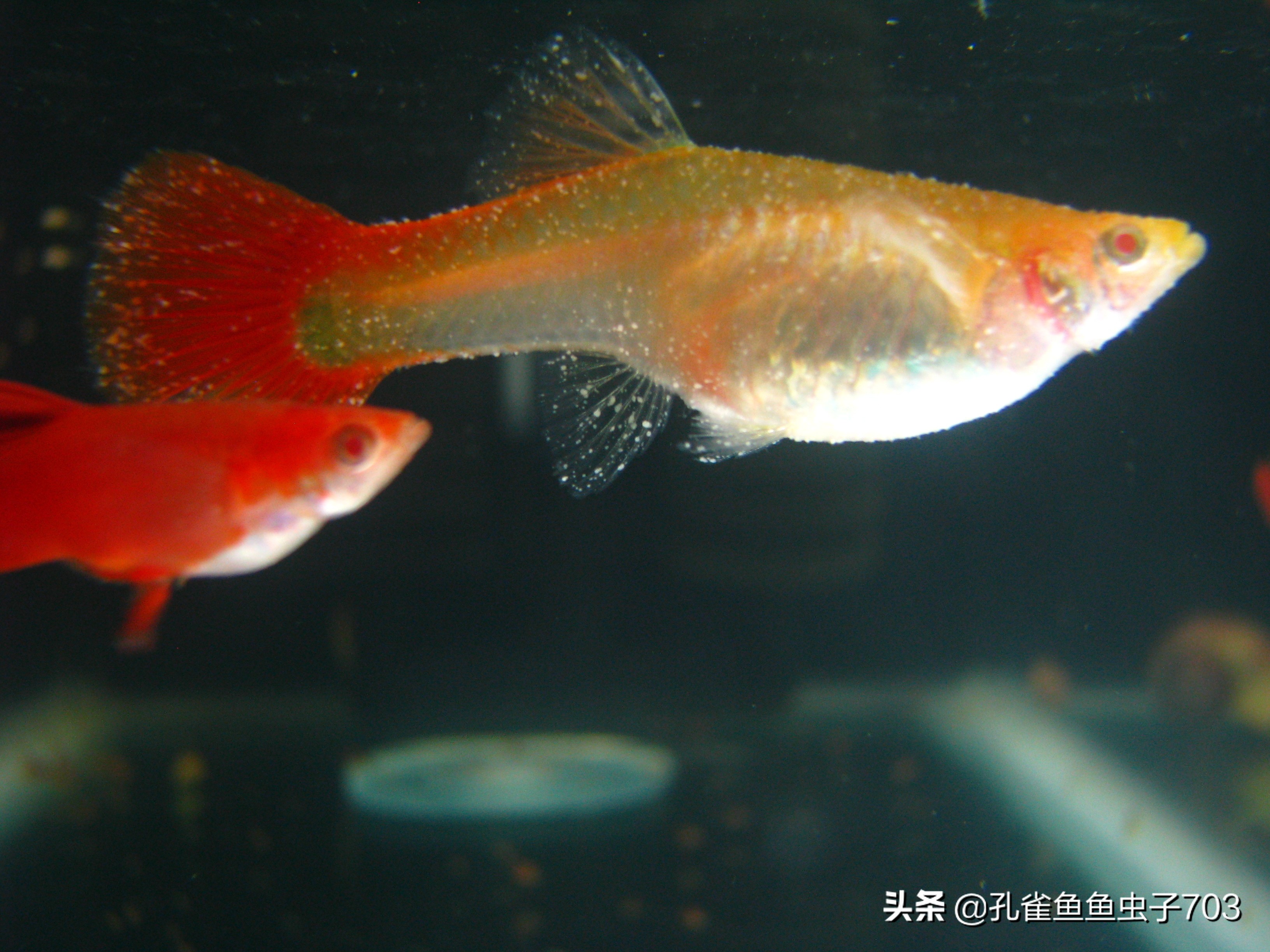 孔雀鱼会传染什么疾病,孔雀鱼常见疾病与原因