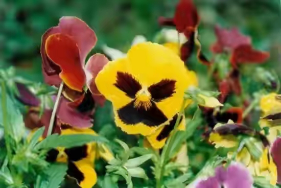 春暖花开的季节感谢大自然的馈赠,好香的蜂蜜感谢大自然的馈赠