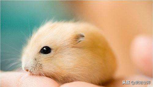 仓鼠是老鼠还是豚鼠,豚鼠还是仓鼠比较好