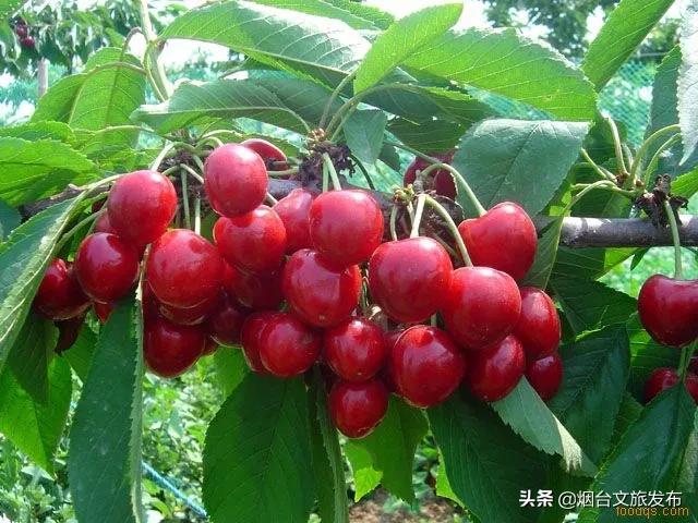 2022福山樱桃节是几月几日,富民樱桃采摘最佳时间