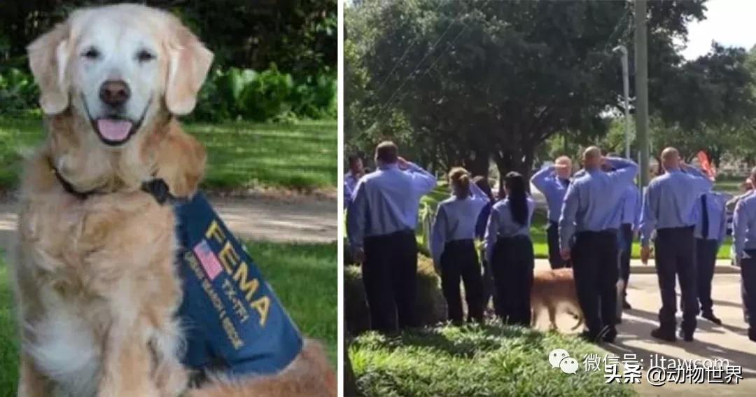 世界各国国宝级动物,世界各地的名贵动物