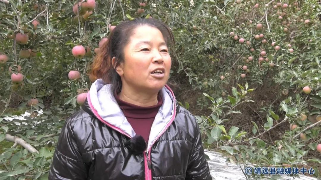 靖远三滩红富士苹果,靖远县红富士苹果啥时采摘