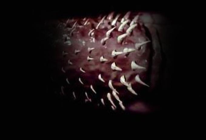 为什么雄性猫要长倒刺，在繁衍时故意刮伤雌性？这倒刺可不简单