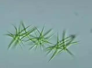 鱼类水产养殖需要哪些藻类,水产养殖显微镜下各种藻类