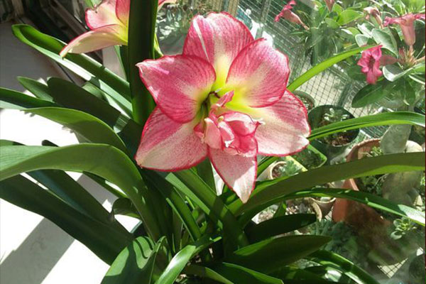 朱顶红叶子太长了怎么处理,怎么才能把朱顶红叶子养得宽短