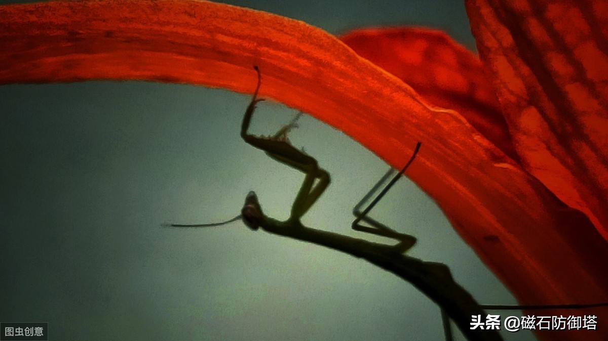 这个杀手不太冷里的leon,这个杀手不太冷里面的人