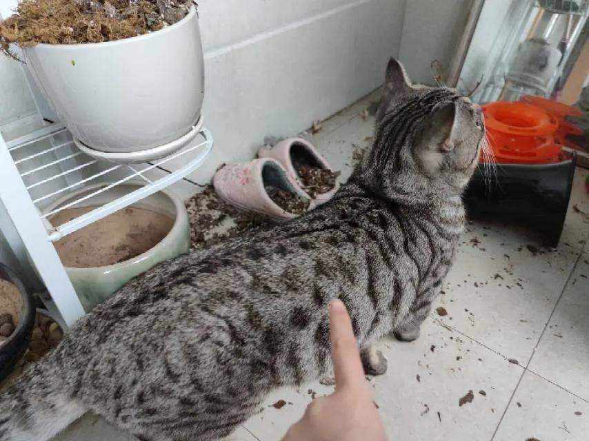 合租养猫劝退指南,《养猫劝退指南》