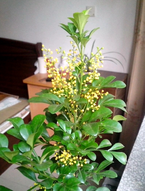 米兰花室内盆栽怎么养才能旺盛,室外盆栽米兰花怎么养才茂盛