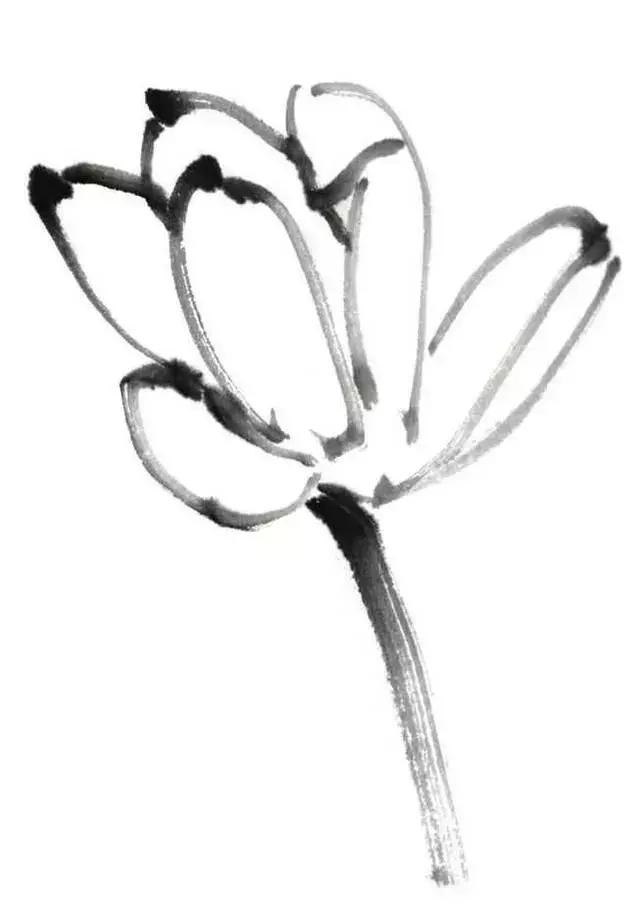 白描荷花的画法图片,如何画荷花国画白描