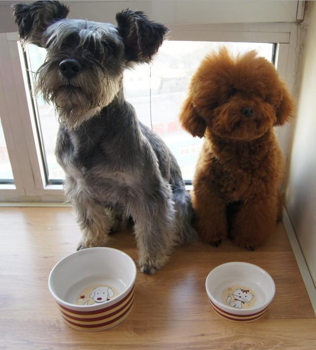 泰迪挑食严重不吃狗粮咋办,泰迪挑食不吃狗粮换粮怎么办