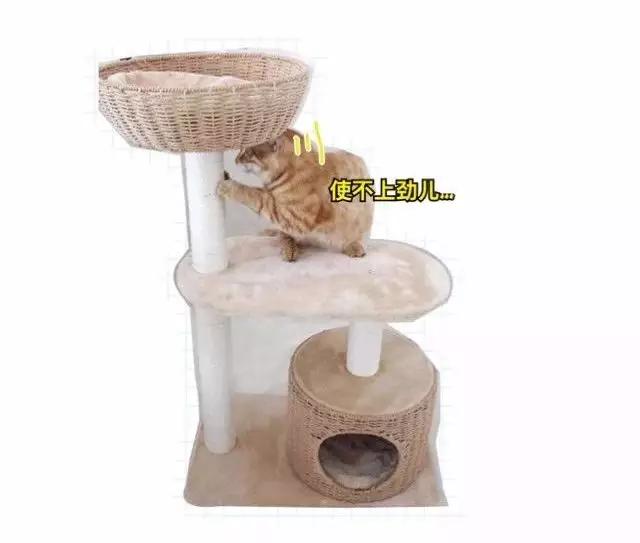 最实用猫抓板,如何挑选猫抓板