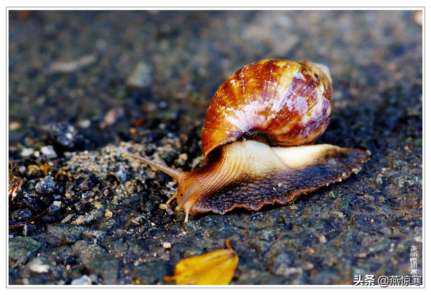 理光镜头和宾得通用吗,宾得理光图片大全