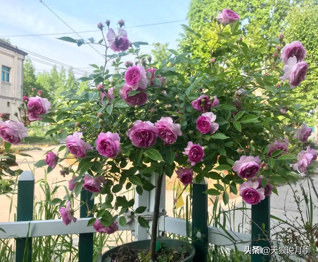 月季春季第一波花要不要剪,月季春季第一波花开后嫁接