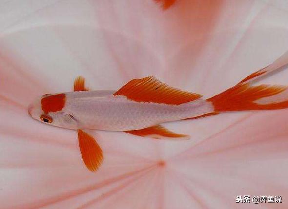 小金鱼养了几个月就忽然死？给鱼缸加这种东西，能有效避免