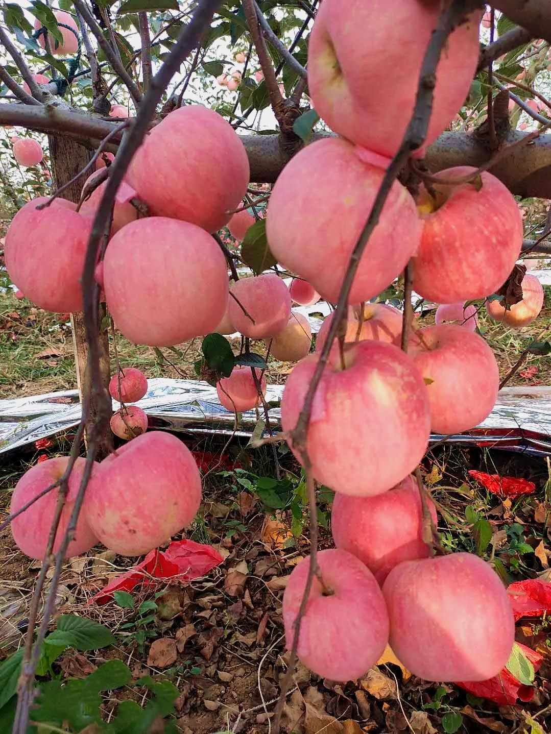 12月苹果哪里的产地最好吃,全国品质最好的苹果产区