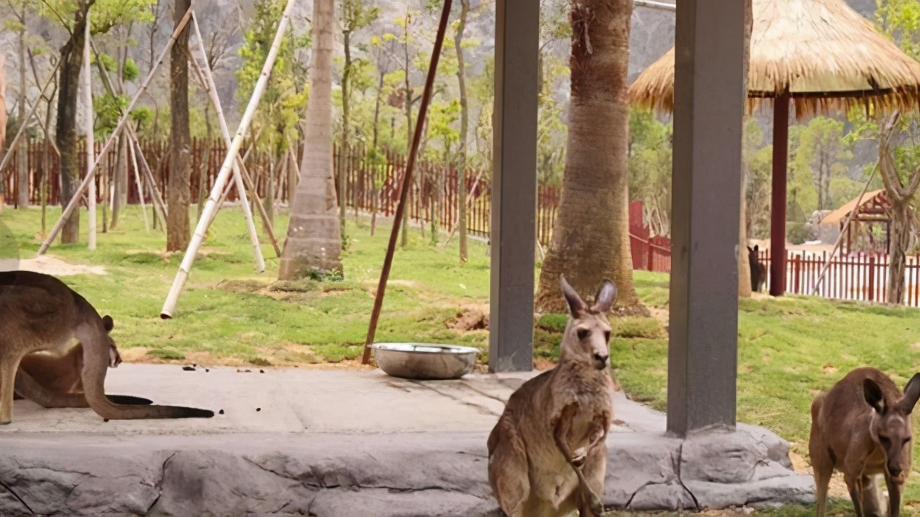 冬天去福清野生动物园,福建省福清永鸿野生动物园