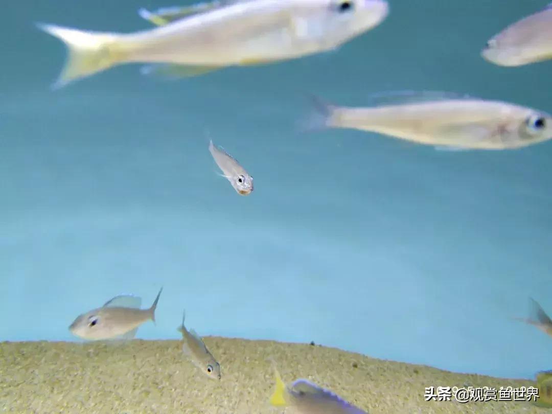 梦想的三湖世界持续建设中……方位:中国天津