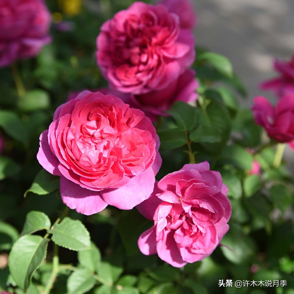 为什么月季养一年就不行了,月季种下去不成活