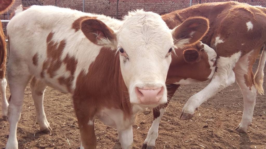 牛羊布病流行特征,牛羊布病免疫过程