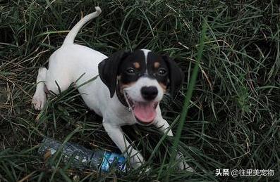 中国唯一被承认的猎犬,中国常见的猎犬