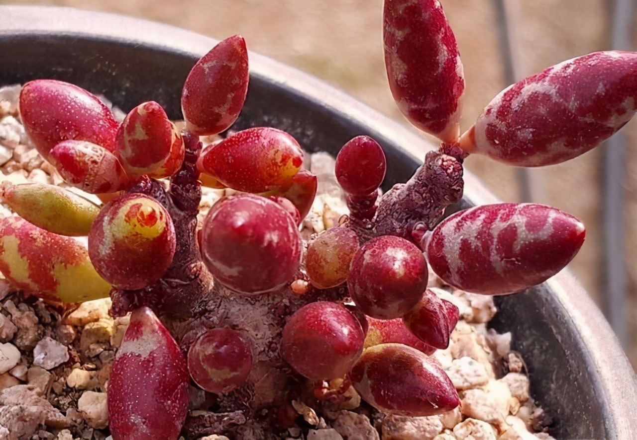 全部水泡类多肉叶片,叶子白底蓝心的多肉