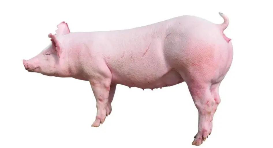 三元母猪怎么配出来的,三元母猪配什么猪精最好