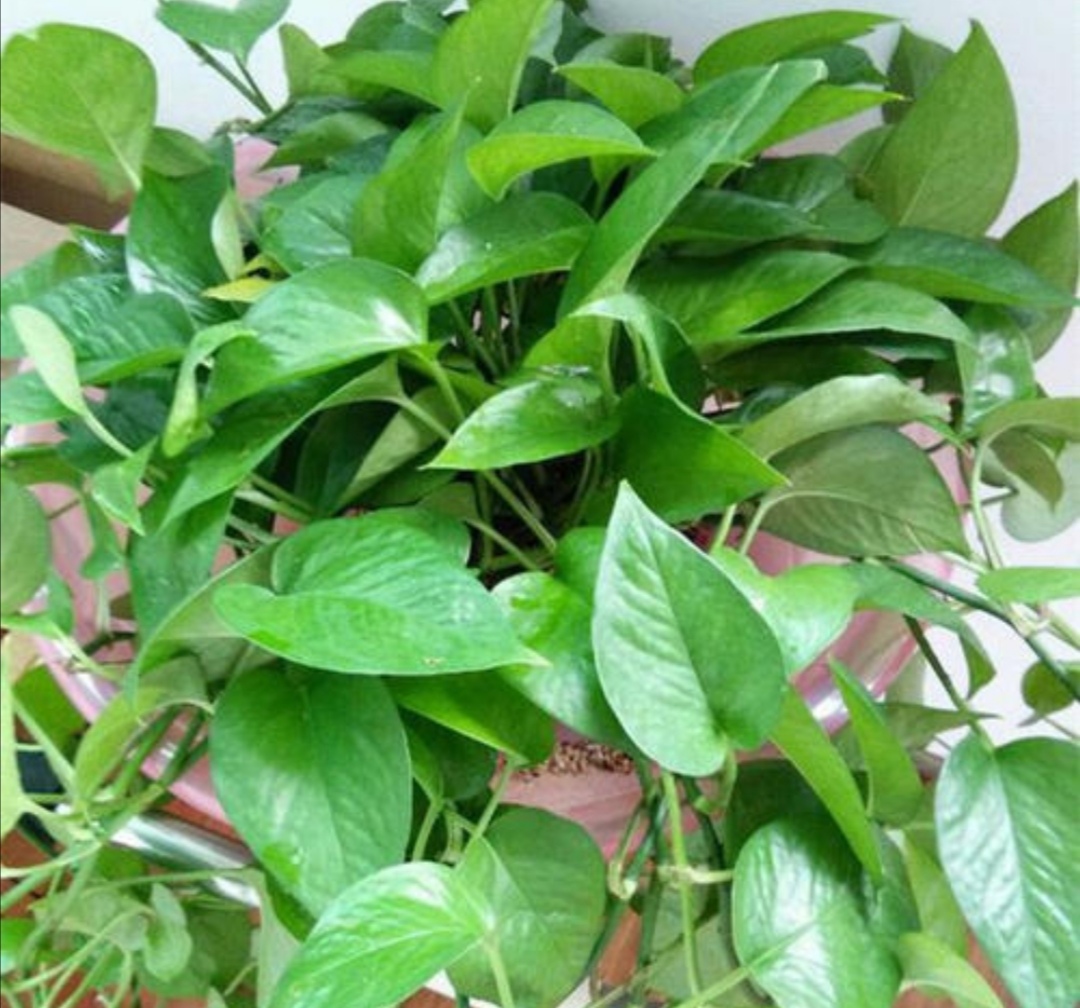 种植的绿萝喜水吗多久浇一次,绿萝喜阴还是喜阳几天浇一次水