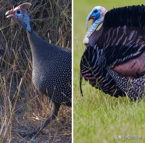 历史冷知识:土耳其Turkey没有火鸡turkey,荷兰也没有荷兰豆……