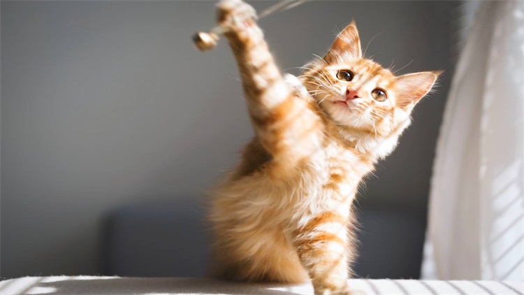 成年猫咪到了新环境乱拉乱尿,猫咪乱撒尿有什么办法