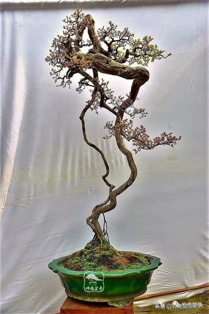 又好看又好养的盆景,最值得收藏的十种盆景