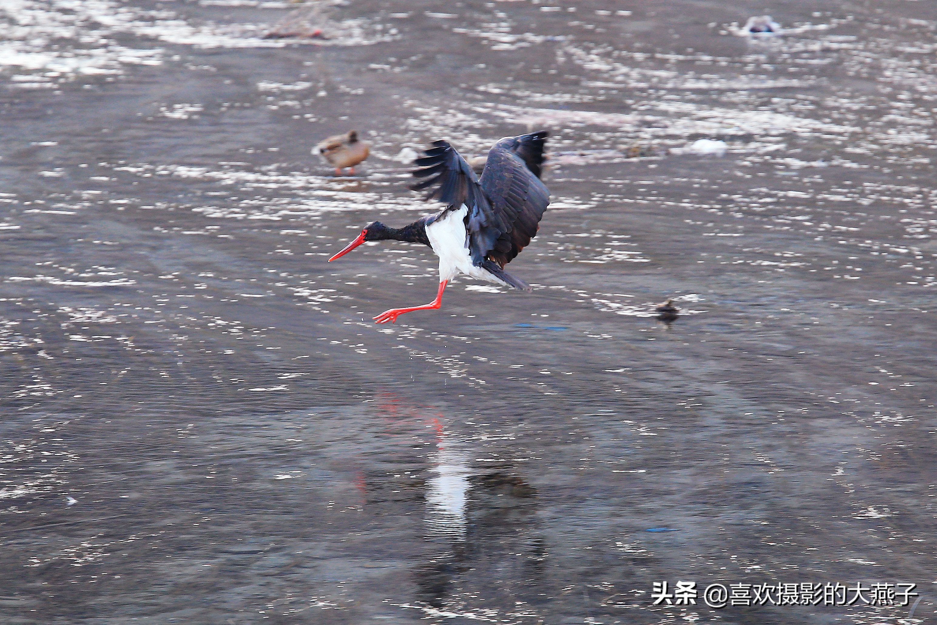 閲庣敓榛戦钩,榛戦钩椋炵繑鍥剧墖