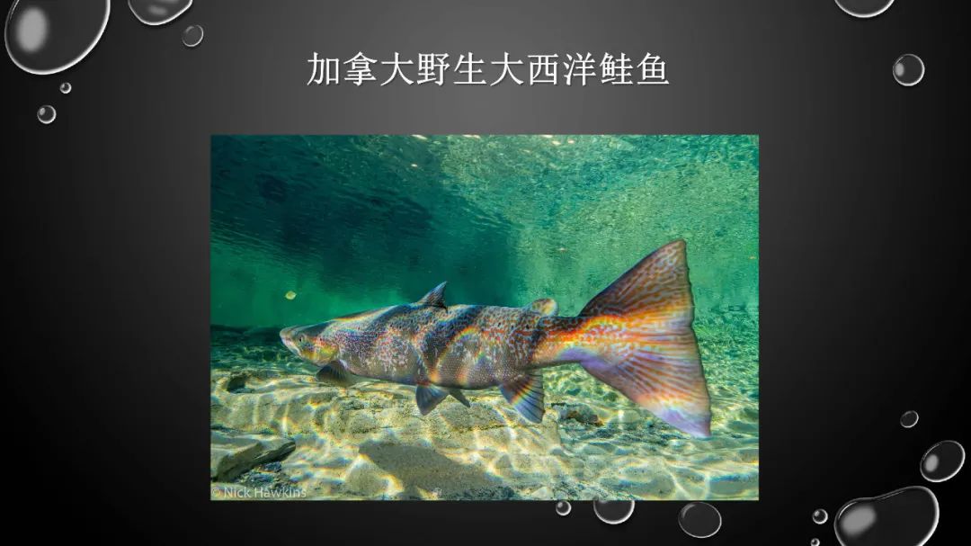 2019年中国三文鱼进口量达到10万吨！