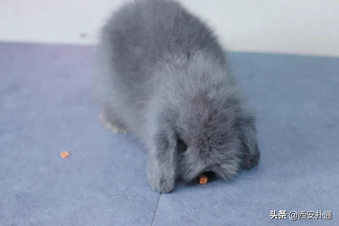 西安撸兔店,西安撸兔体验馆团购