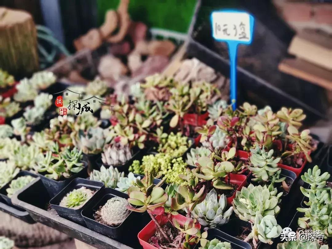 适合遛娃的地方重庆绿色星球,重庆150米神秘花园