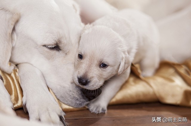 拉布拉多常见病的症状及治疗方法,拉布拉多产后护理