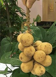 新加坡人爱吃的食物,新加坡奇葩美食图片