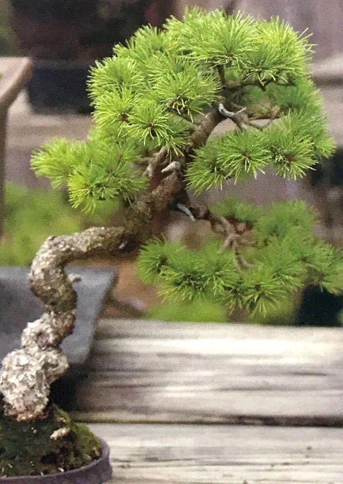 松柏树枝怎么修剪,松柏树修剪造型视频