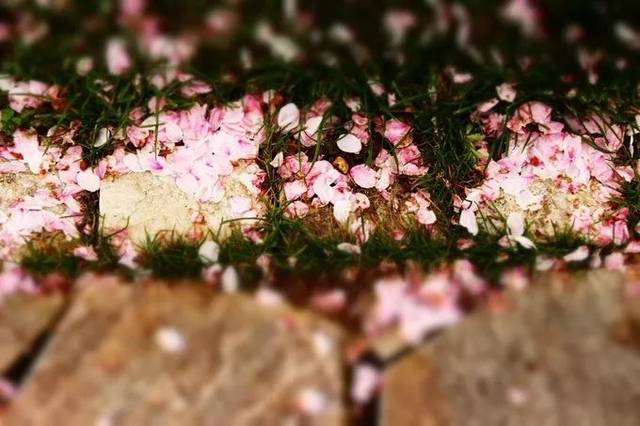 南京的春天,南京的春天视频