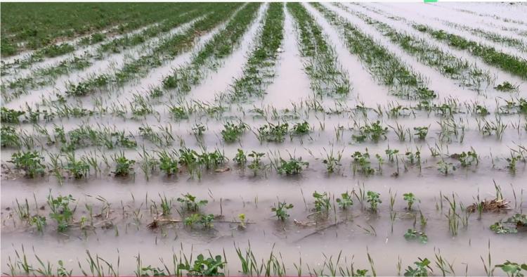河南暴雨后花生田,河南暴雨造成田地被淹的图片