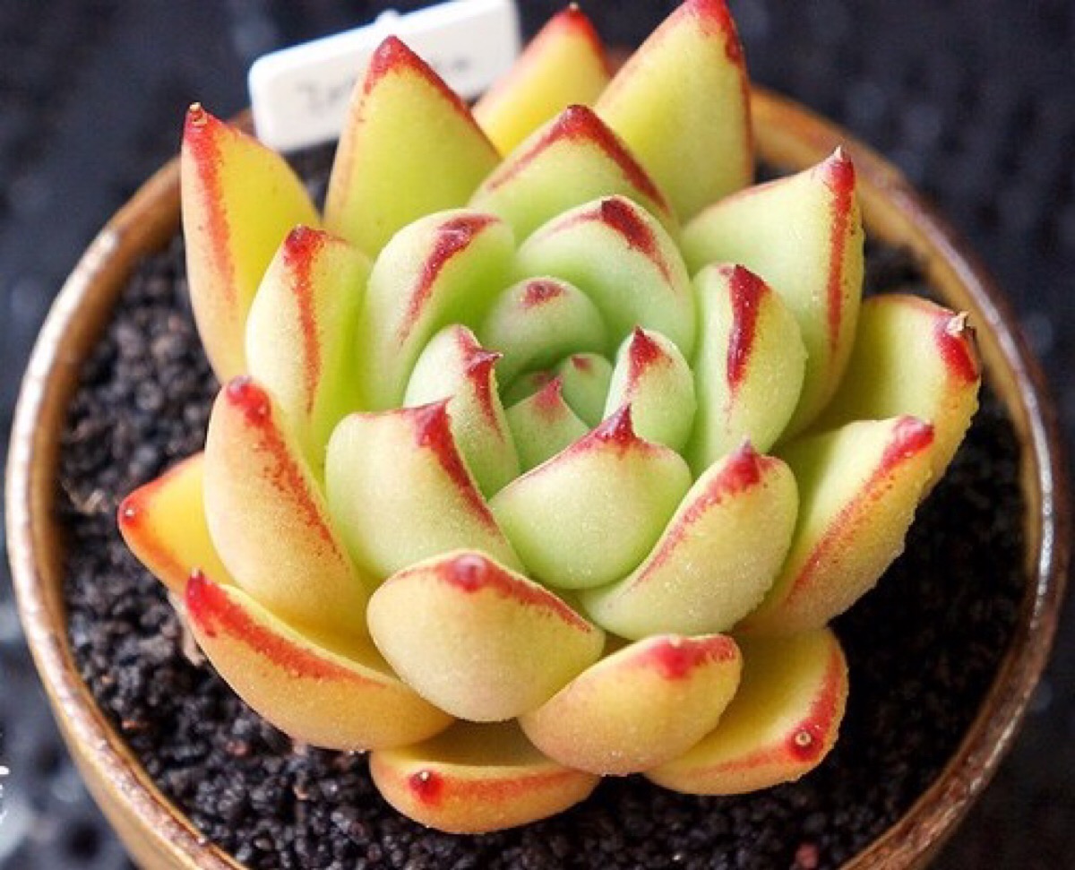 多肉植物干枯了还有办法补救吗,多肉植物茎枯萎怎么救活