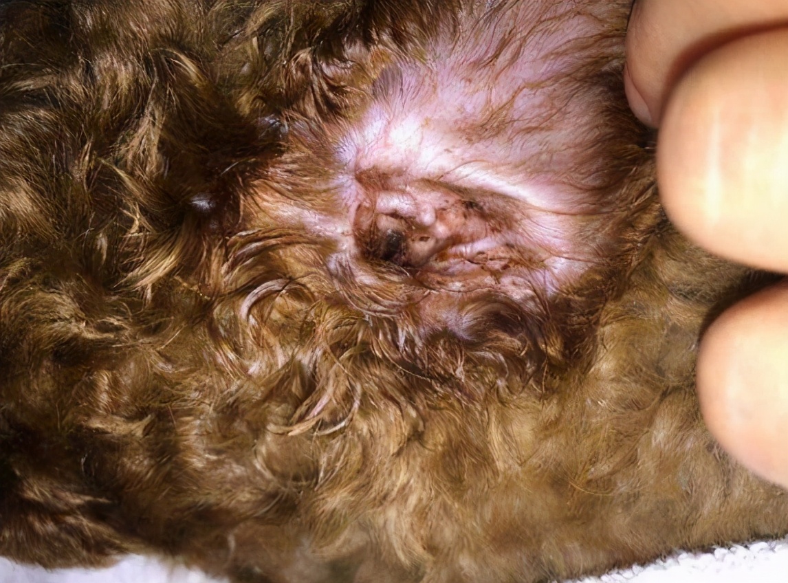 新手养狗泰迪犬如何饲养,新手如何养泰迪犬幼犬