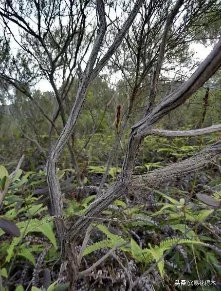 岗松有几个品种,岗松盆景的寓意是什么